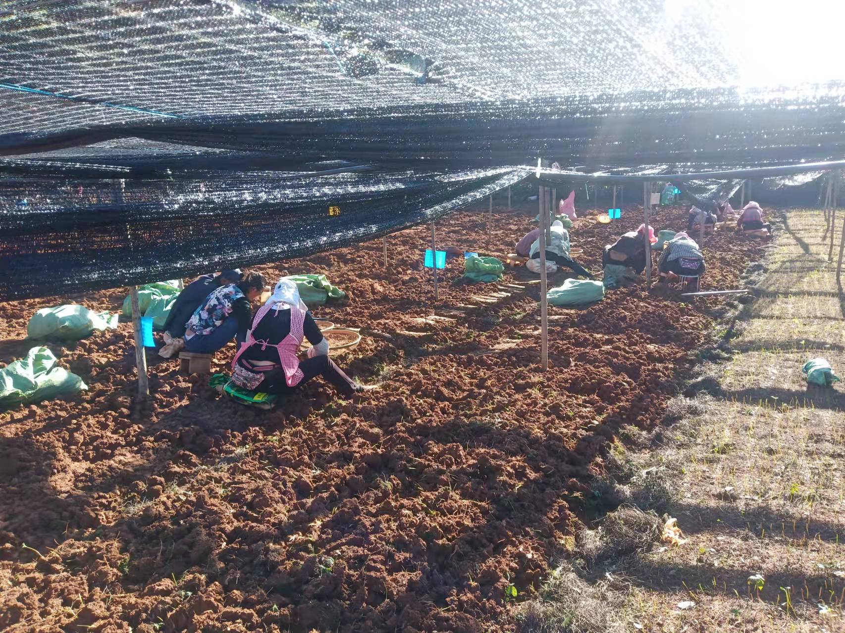 致富豌豆种植技术视频_豌豆种植致富_种植豌豆赚钱吗