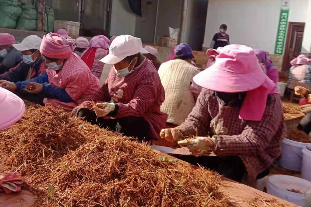 豌豆种植致富_种植豌豆赚钱吗_致富豌豆种植技术视频