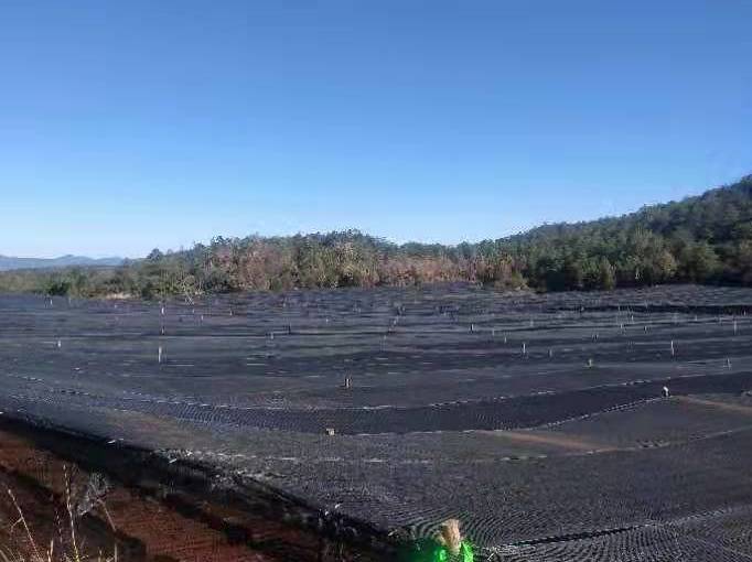 种植豌豆赚钱吗_致富豌豆种植技术视频_豌豆种植致富