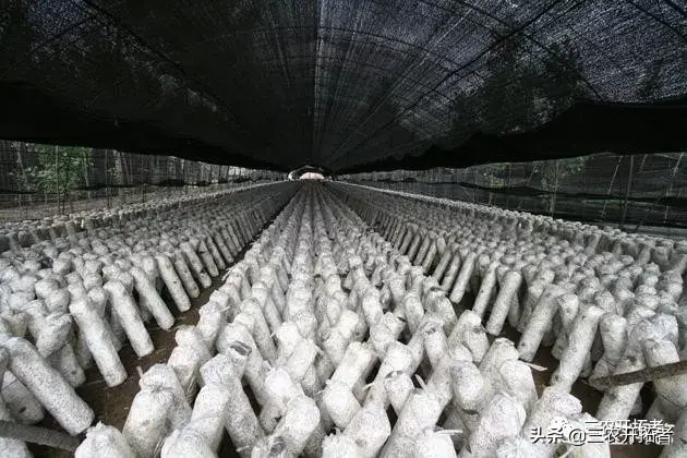 蝎子养殖黄鳝技术要求_蝎子养殖黄鳝技术要点_蝎子黄鳝养殖技术