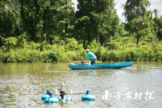 养草鱼致富经_致富经草鱼养殖_致富养殖草鱼图片