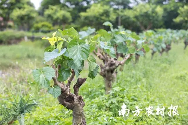 致富养殖草鱼图片_养草鱼致富经_致富经草鱼养殖