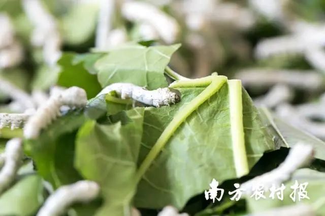 致富经草鱼养殖_养草鱼致富经_致富养殖草鱼图片