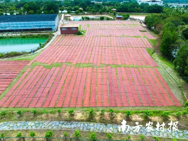 养草鱼致富经_致富经草鱼养殖_致富养殖草鱼图片