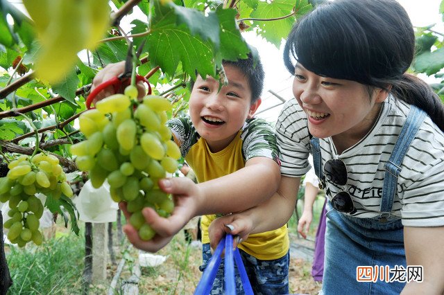 农村种植这2种农作物可亩收入1万 未来10大暴利种植