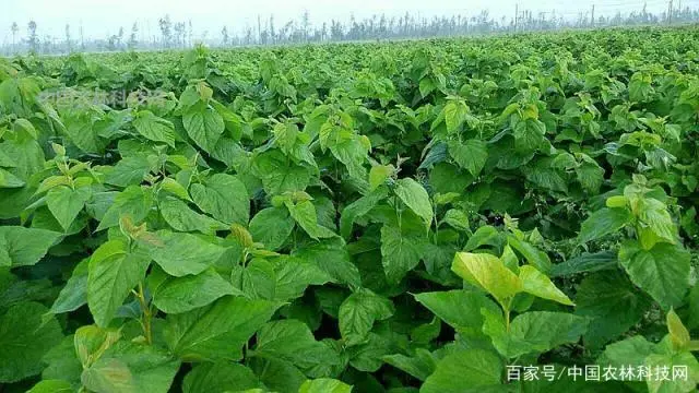 南瓜种植技术肥水管理_南瓜苗期的肥水管理_南瓜种植施肥技术