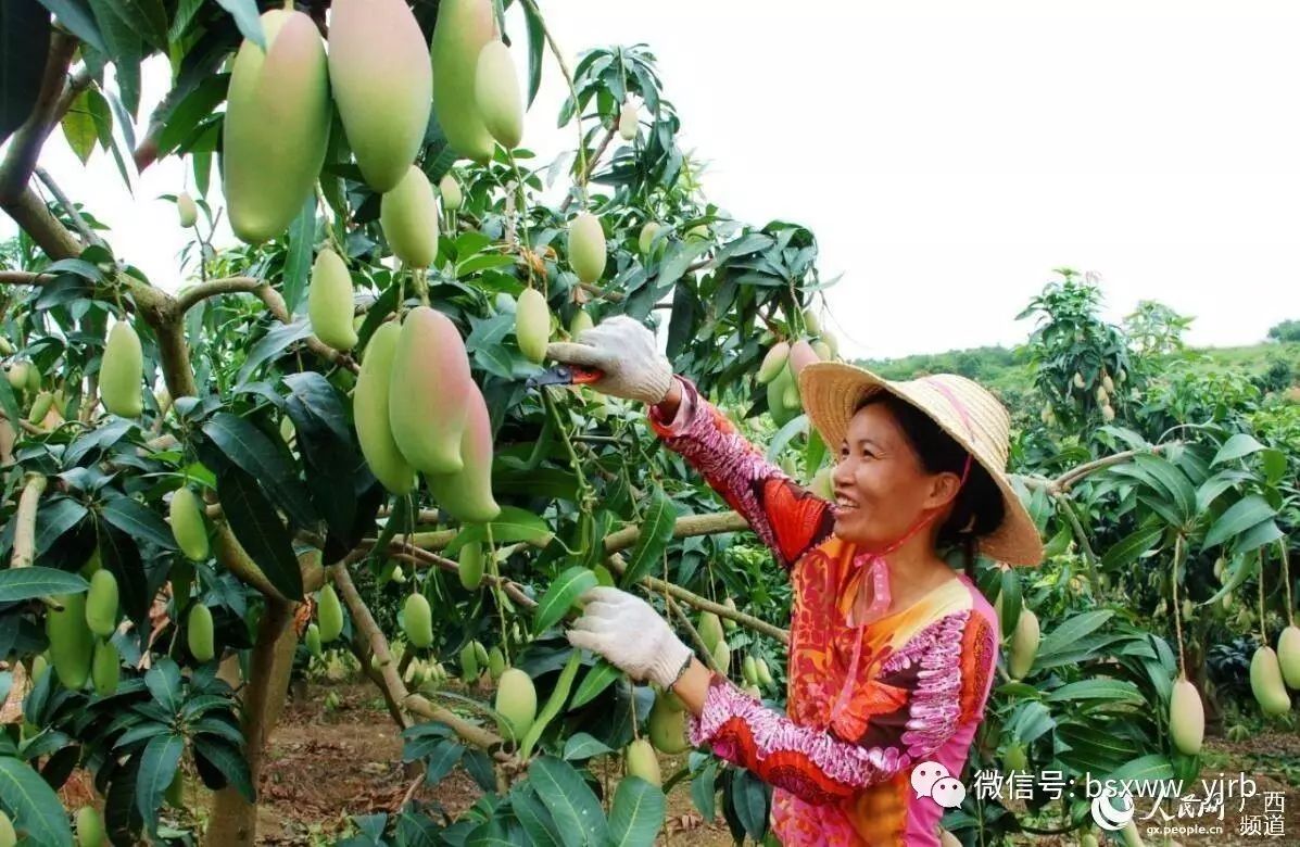 芒果种植致富吗_芒果种植赚钱吗_致富芒果种植视频