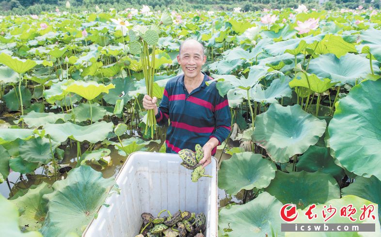 宁乡坝塘镇农民正在荷塘里采莲，脸上露出幸福的笑容。　本版图片均为长沙晚报全媒体记者　邹麟 陈飞 黄启晴 摄