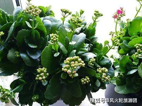 长寿种植方法和注意事项_长寿花种植技术_长寿花种植条件