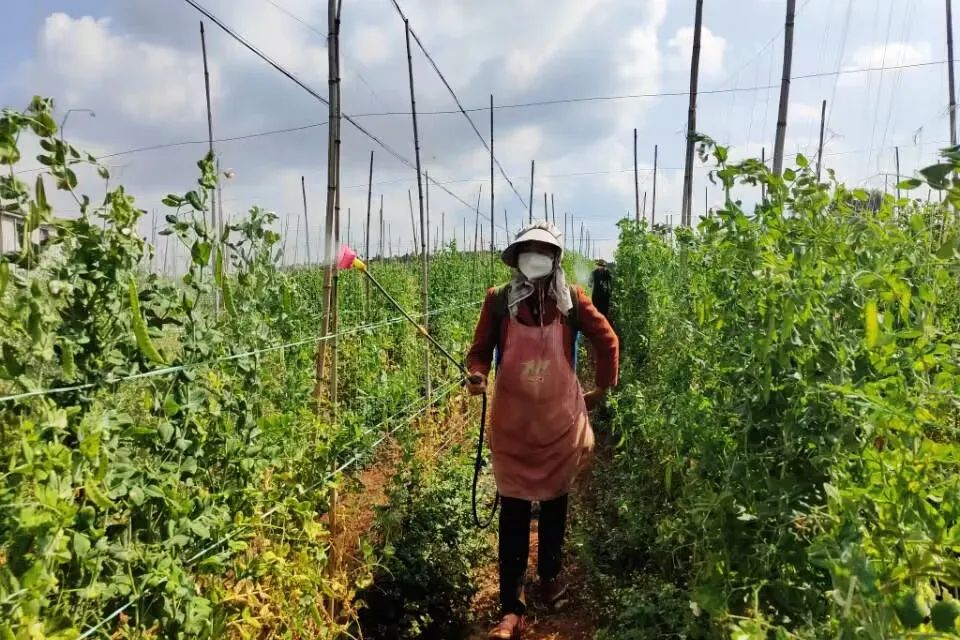 致富豌豆种植技术视频_豌豆种植致富_豌豆种植效益