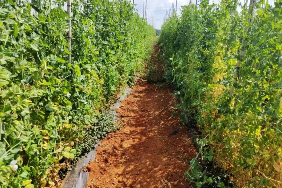 致富豌豆种植技术视频_豌豆种植效益_豌豆种植致富