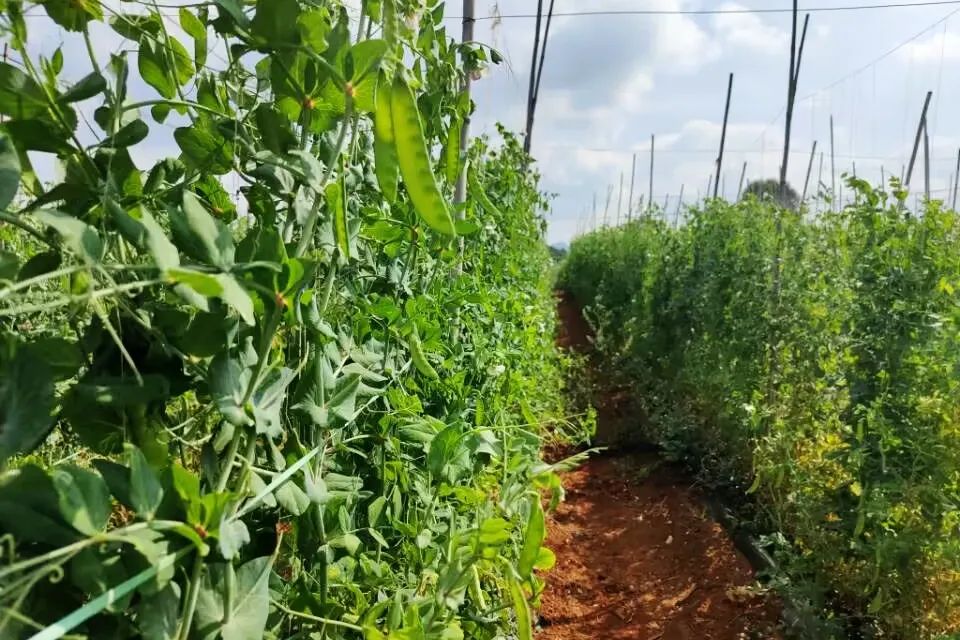 致富豌豆种植技术视频_豌豆种植效益_豌豆种植致富