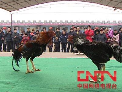 CCTV7高翔养斗鸡：从伤残鸡身上发现的商机(2010.4.28)