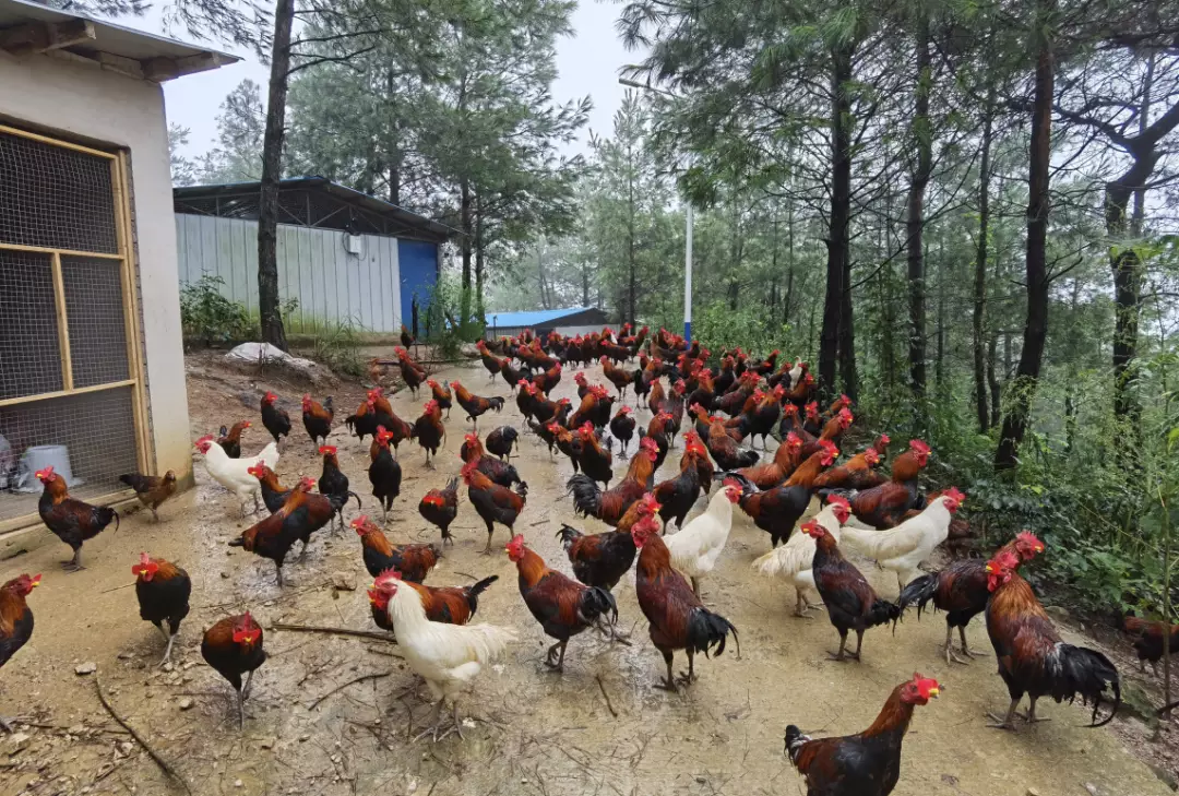 凯里市：林下养鸡开拓生态致富路