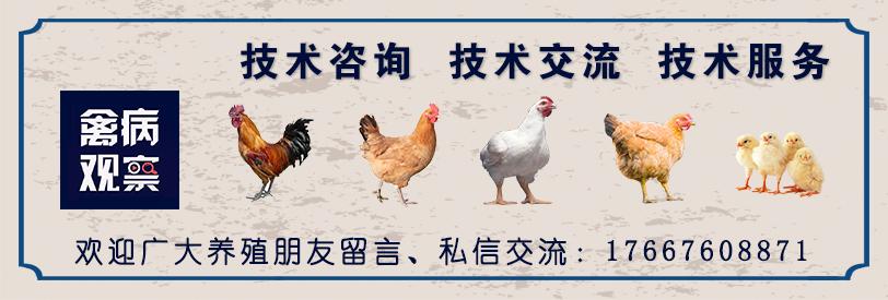 养鸡秘籍 | 肉鸡的日常管理您做到位了吗？