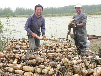 蛙藕共生——藕田养蛙，效益显著