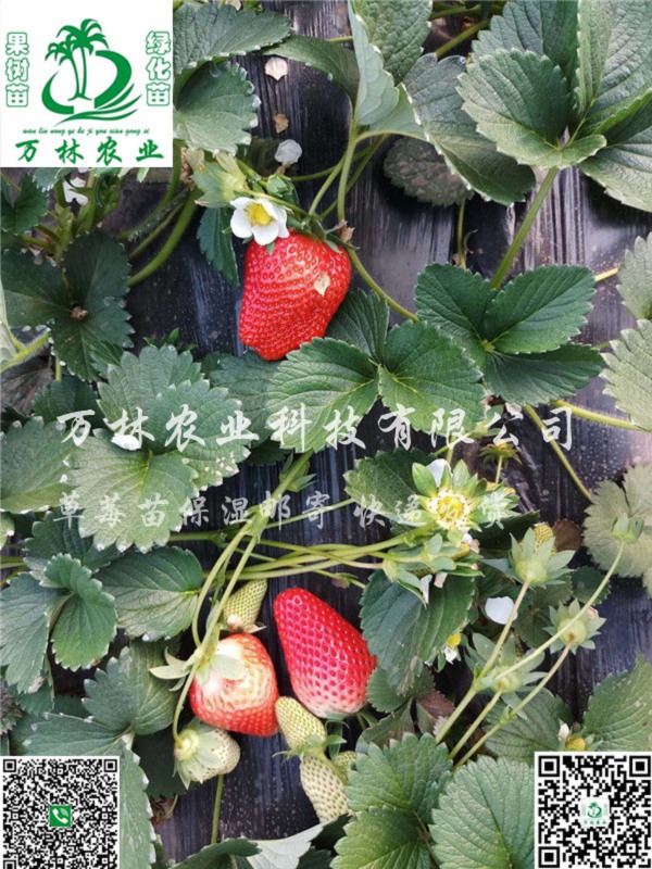 四季草莓苗种植技术，四季草莓苗大型育苗基地