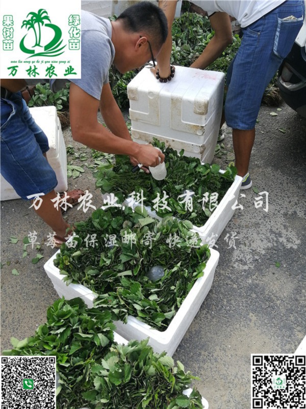 四季草莓苗种植技术，四季草莓苗大型育苗基地