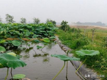 泥鳅养殖技术视频藕田_怎样用种藕又养泥鳅_莲藕田套养泥鳅技术