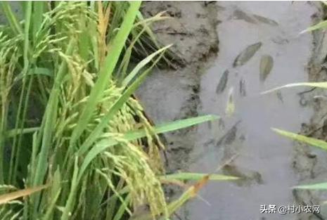 怎样用种藕又养泥鳅_莲藕田套养泥鳅技术_泥鳅养殖技术视频藕田