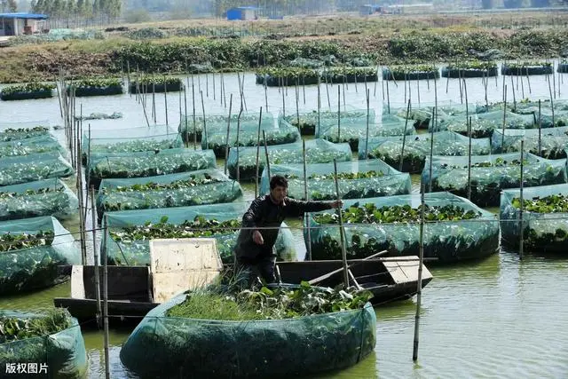 养龙虾的网箱多少钱一个_龙虾网箱养殖技术视频_龙虾网箱养殖容易死亡吗