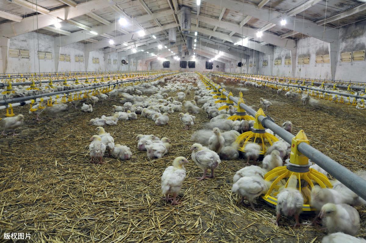 养殖肉鸡管理技术规范_肉鸡的养殖与管理技术_肉鸡养殖管理要点