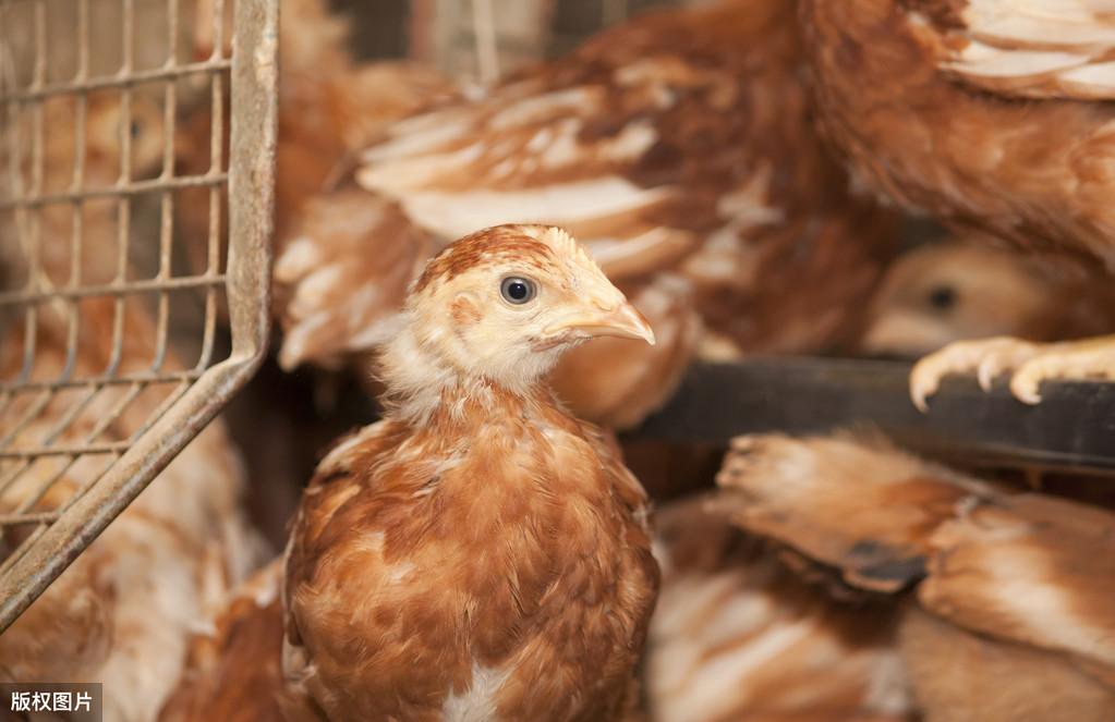 肉鸡养殖管理要点_养殖肉鸡管理技术规范_肉鸡的养殖与管理技术