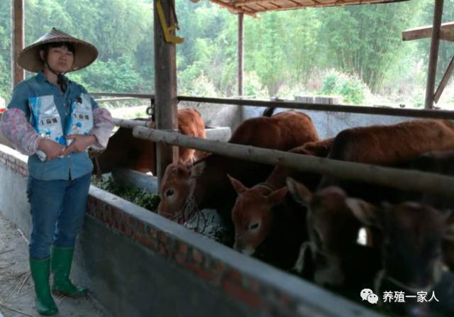 牛羊繁育_养殖繁育牛技术和饲养方法_繁殖牛羊养殖技术知识