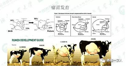 养殖繁育牛技术和饲养方法_牛羊繁育_繁殖牛羊养殖技术知识