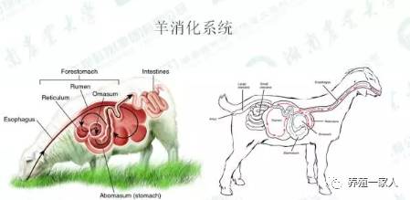 繁殖牛羊养殖技术知识_养殖繁育牛技术和饲养方法_牛羊繁育