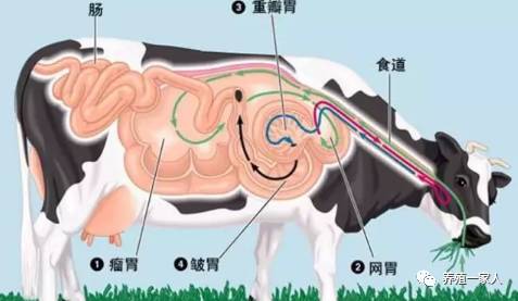 牛羊繁育_养殖繁育牛技术和饲养方法_繁殖牛羊养殖技术知识