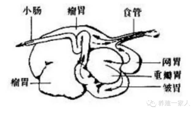 繁殖牛羊养殖技术知识_牛羊繁育_养殖繁育牛技术和饲养方法