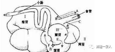 养殖繁育牛技术和饲养方法_繁殖牛羊养殖技术知识_牛羊繁育