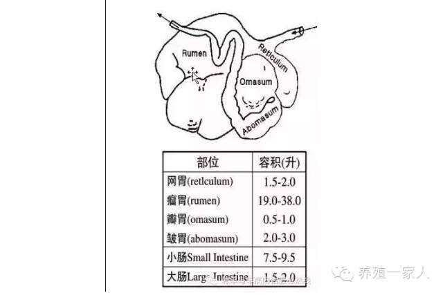 繁殖牛羊养殖技术知识_养殖繁育牛技术和饲养方法_牛羊繁育