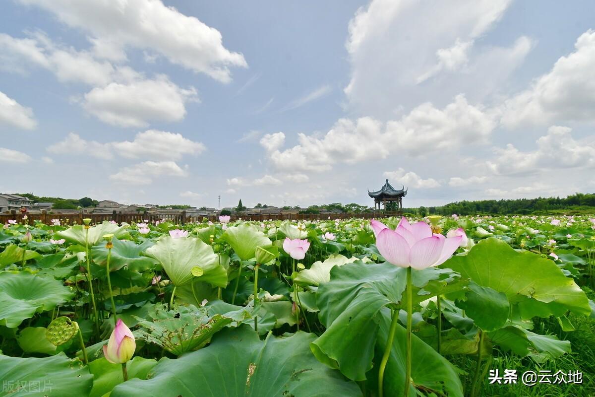 藕种植技术发展趋势_藕种植技术_藕的种植技术及效益