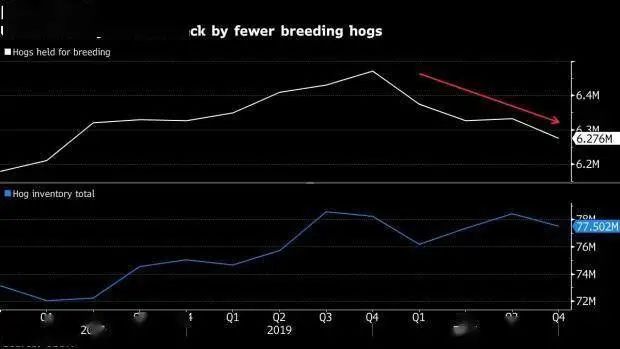 养殖猪美国技术怎么样_养殖猪美国技术现状_美国猪养殖技术