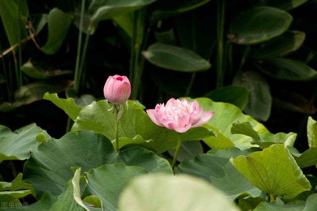 藕种植方法_怎样种莲藕种植技术_藕种植技术