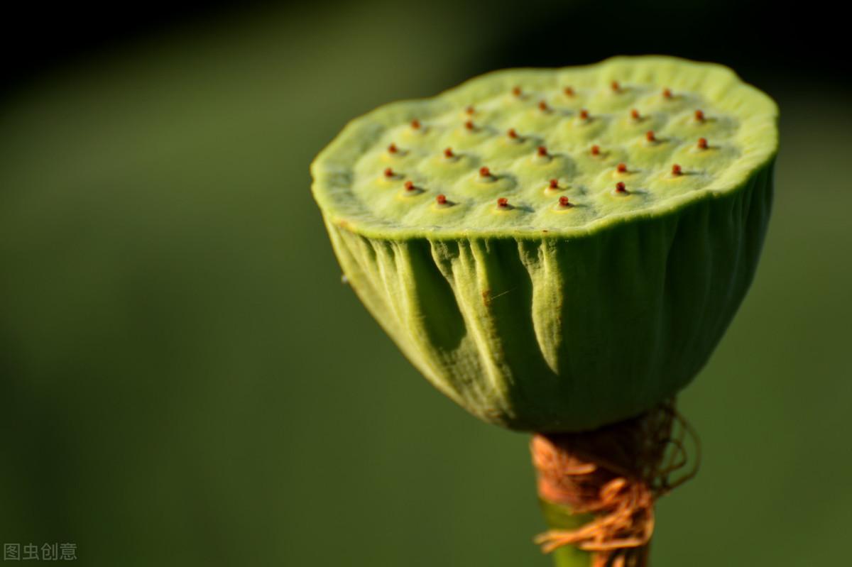 怎样种莲藕种植技术_藕种植技术_藕种植方法