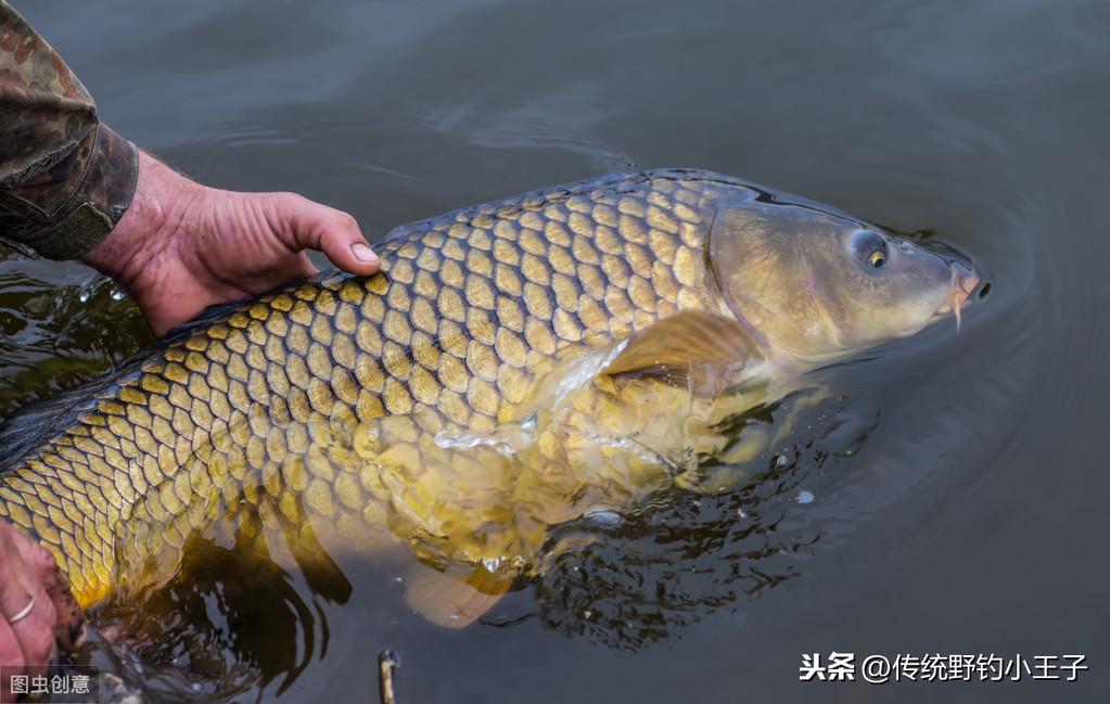 淡水鲤鱼养殖技术_草鱼鲤鱼养殖技术_养殖鲤鱼技术