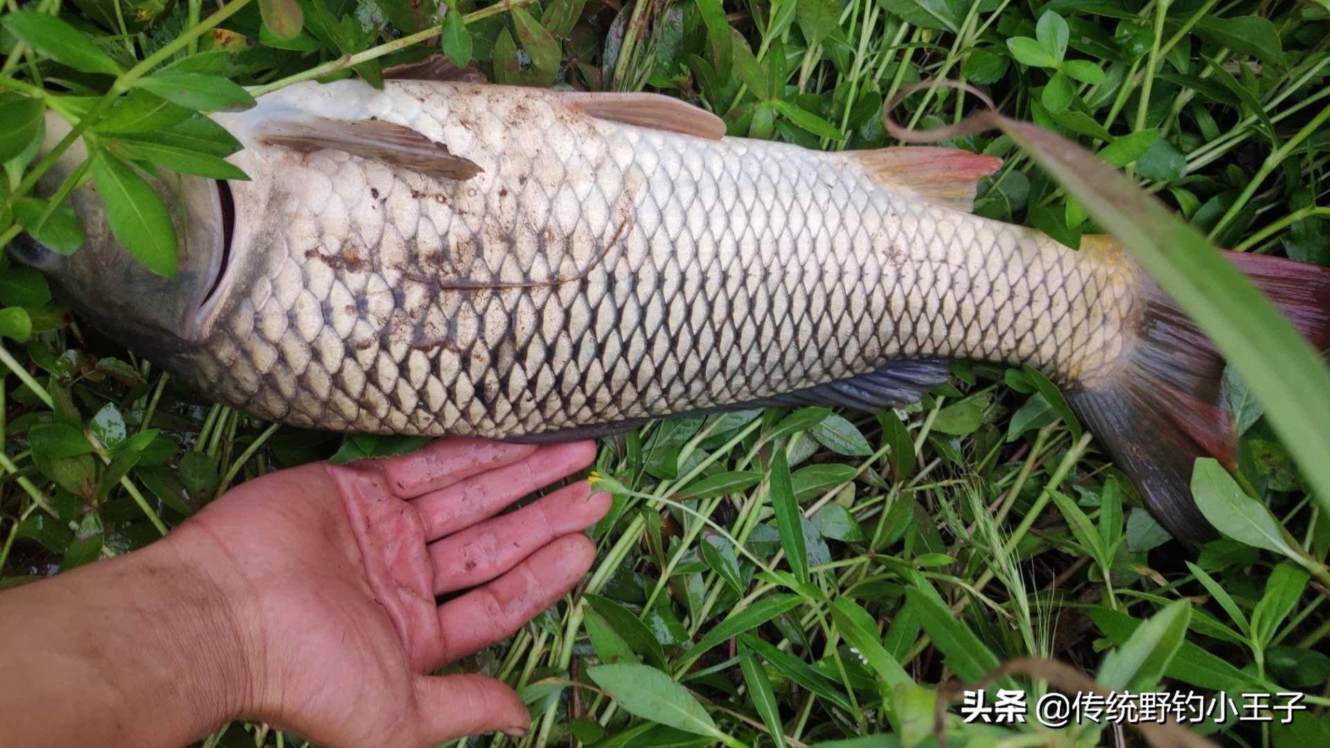 养殖鲤鱼技术_淡水鲤鱼养殖技术_草鱼鲤鱼养殖技术