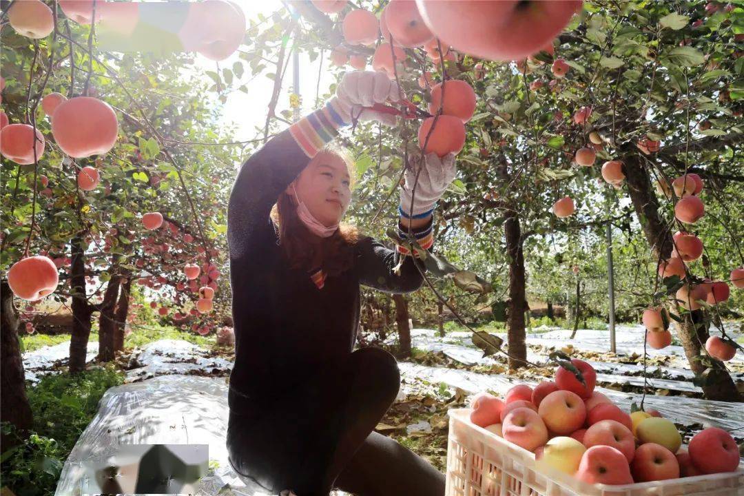 果树养殖致富项目_果树种植致富经_致富果树养殖项目简介