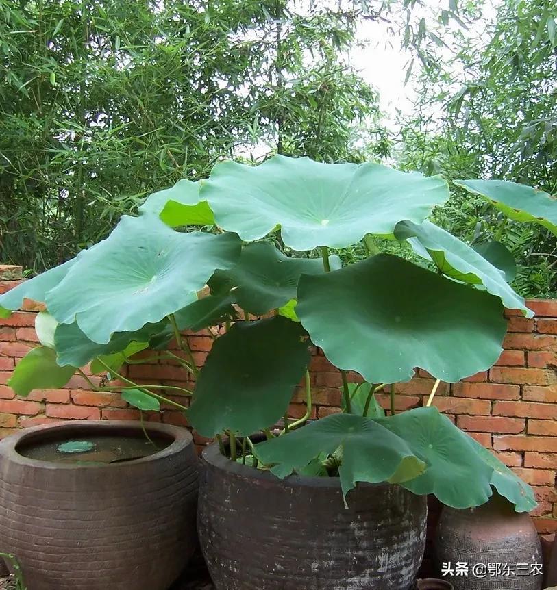 藕种植技术_怎样种莲藕种植技术_藕种植方法