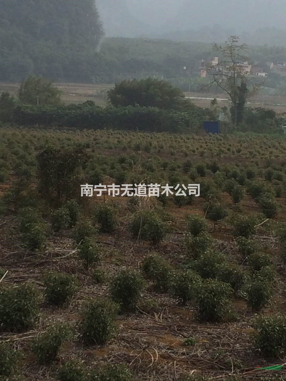 发家致富好项目，就是种植香樟树，出售纯正香樟树苗