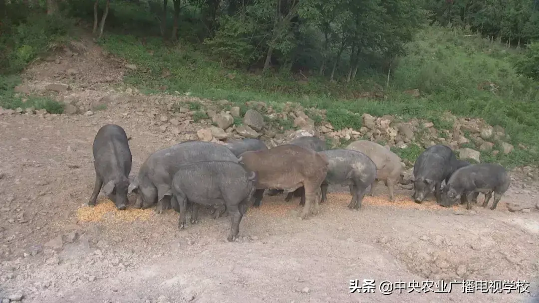 东北黑猪养殖致富_东北黑猪养殖基地购买黑猪_东北黑猪养殖基地散养