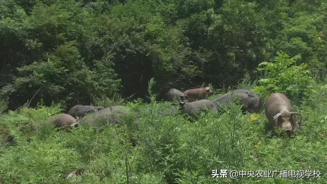 东北黑猪养殖致富_东北黑猪养殖基地散养_东北黑猪养殖基地购买黑猪