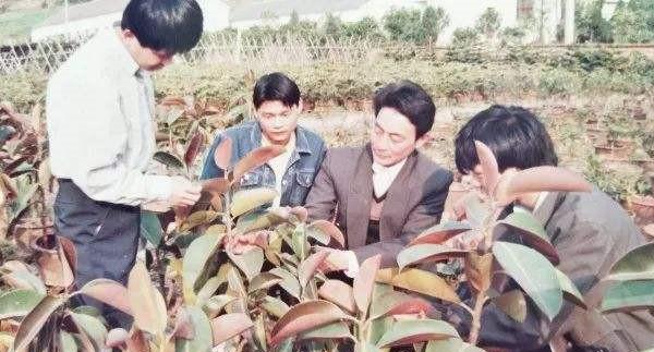 致富经油茶树_致富经茶花树_茶树花项目