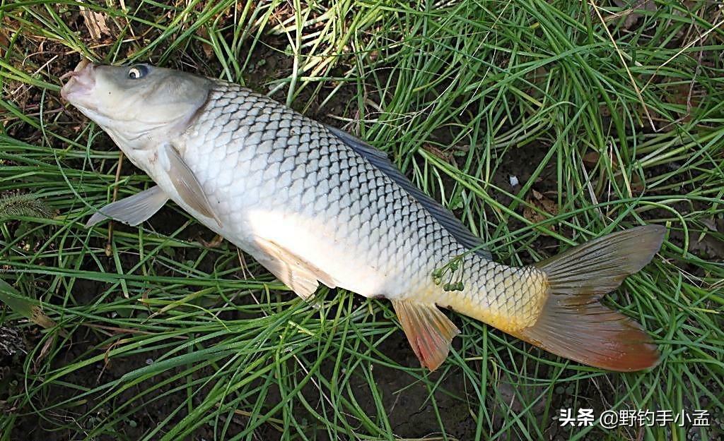 草鱼鲤鱼养殖技术_养殖鲤鱼技术_淡水鲤鱼养殖技术