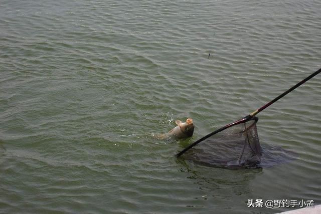 养殖鲤鱼技术_草鱼鲤鱼养殖技术_淡水鲤鱼养殖技术