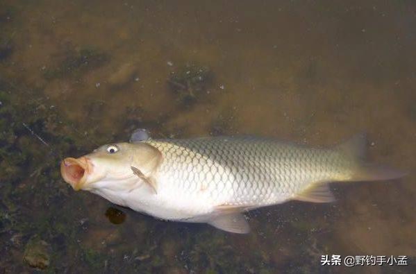 养殖鲤鱼技术_草鱼鲤鱼养殖技术_淡水鲤鱼养殖技术