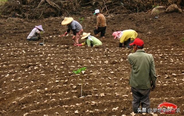 致富经农业种植_致富种植农民思维导图图片_农民种植致富思维